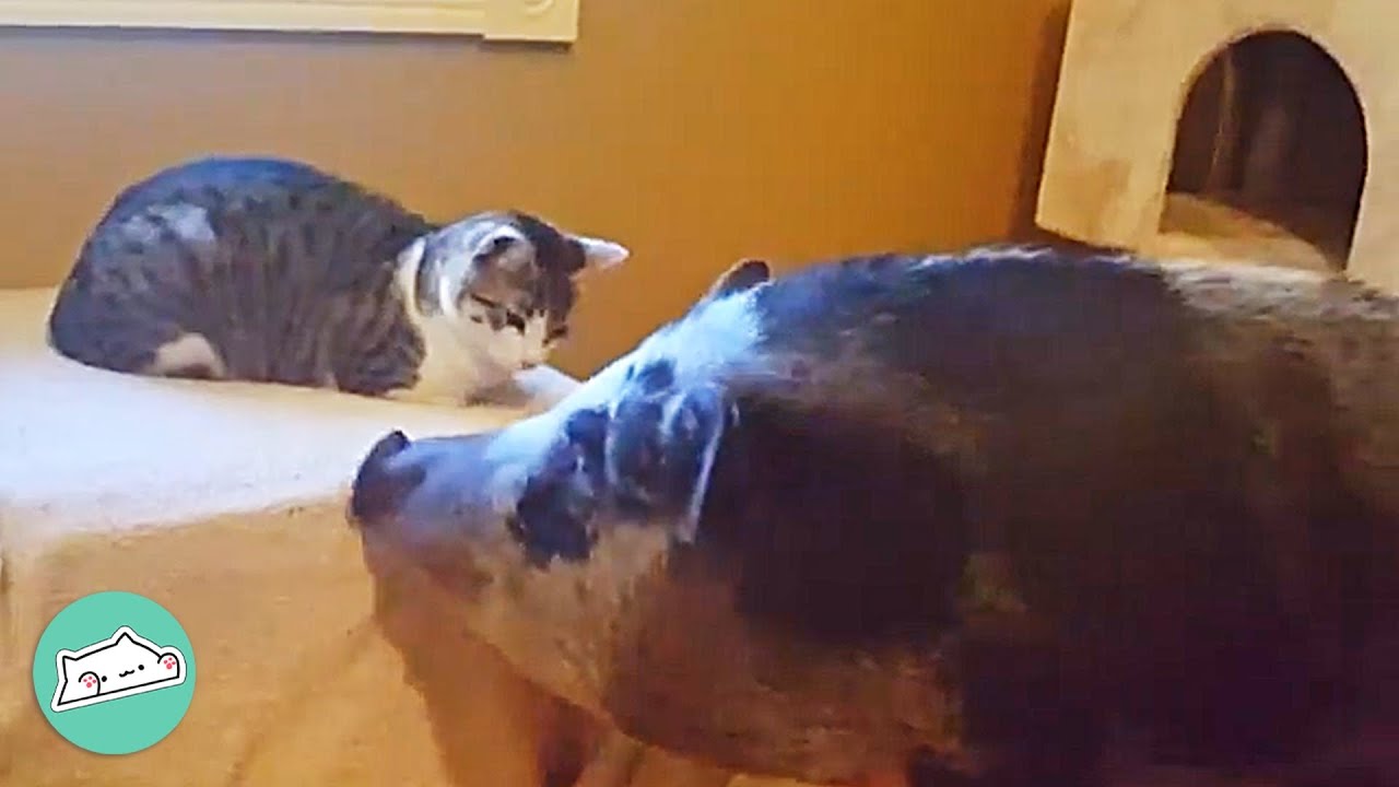 Skittish Cat Hated Everyone But These Pigs Flipped The Switch | Cuddle Buddies