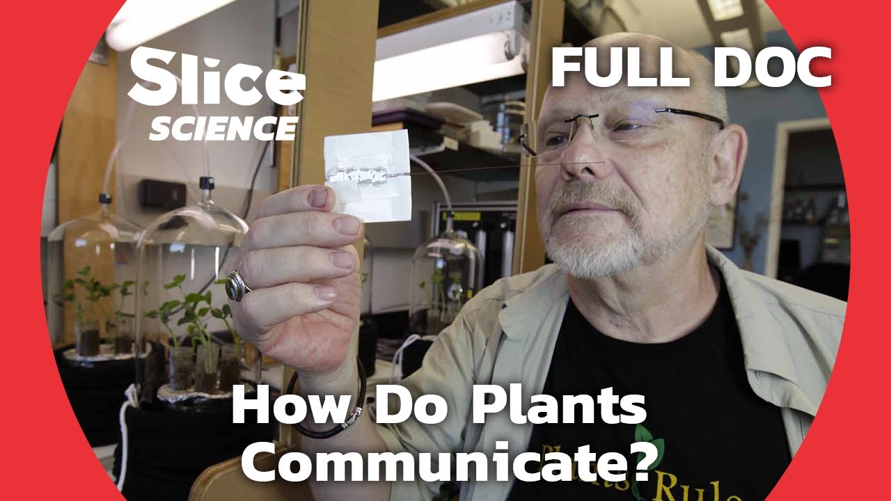 The Fascinating Hidden Language of Plants | SLICE SCIENCE | FULL DOCUMENTARY