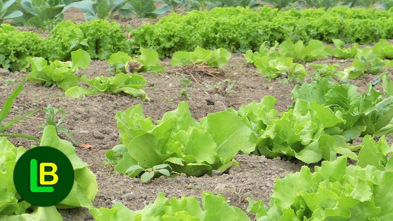 Evo kako se koristi pra&scaron;ak za pecivo i pepeo u ba&scaron;ti