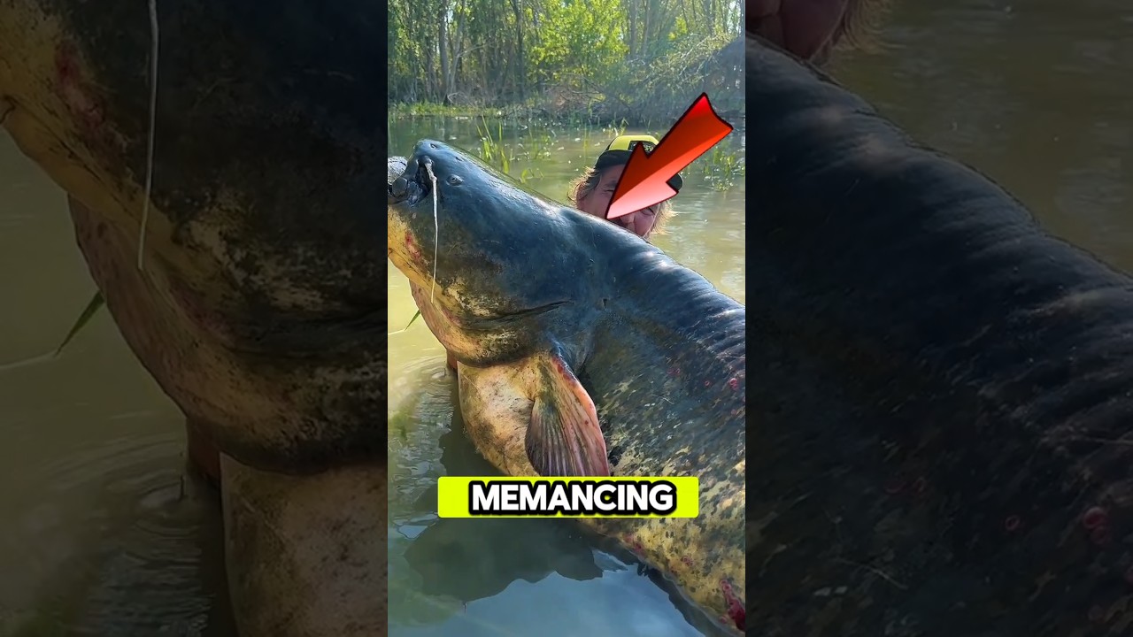 Memancing ikan lele terbesar di sungai amazone Afrika #shorts #bigfish #bigcatfish