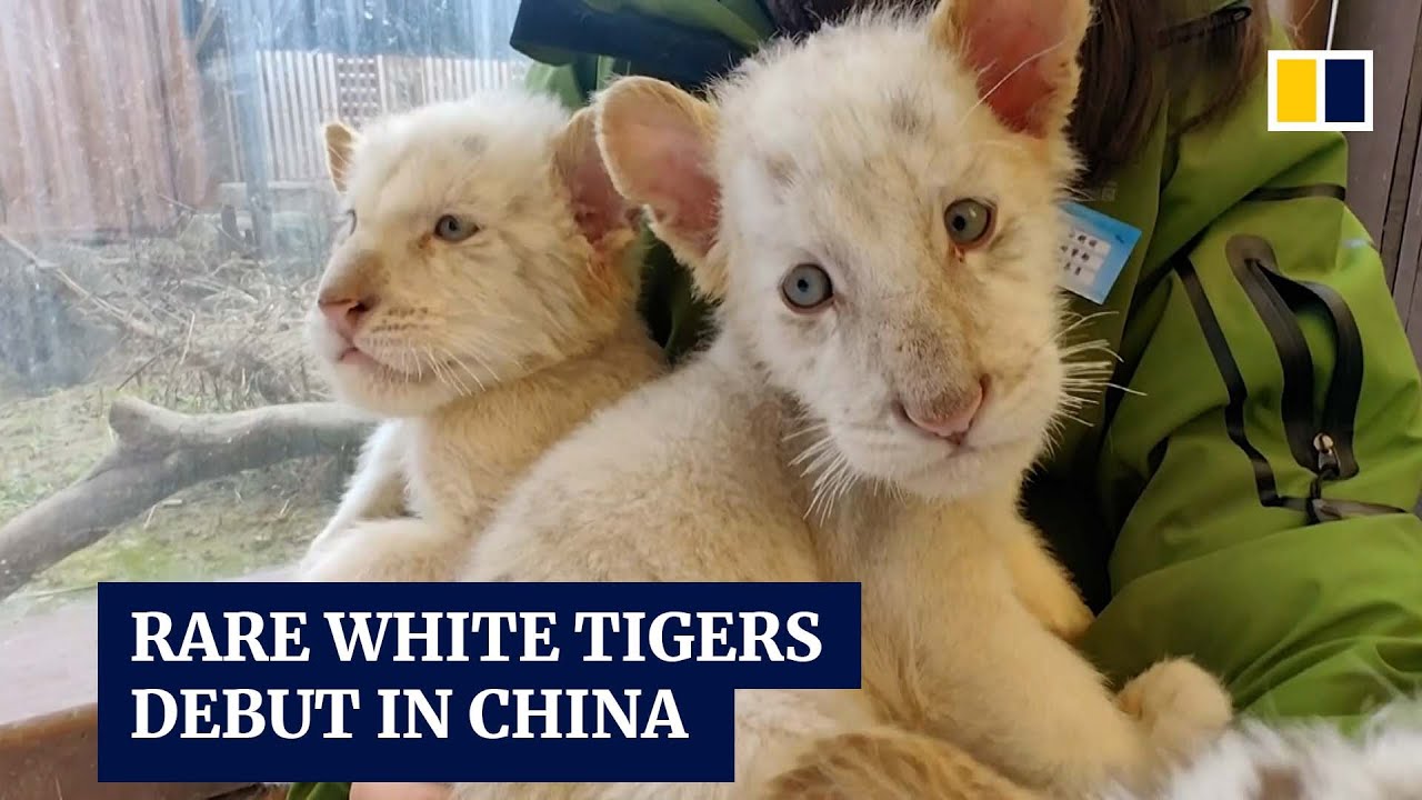 Rare white tiger triplets, with two even rarer nearly stripeless cubs, debut in China
