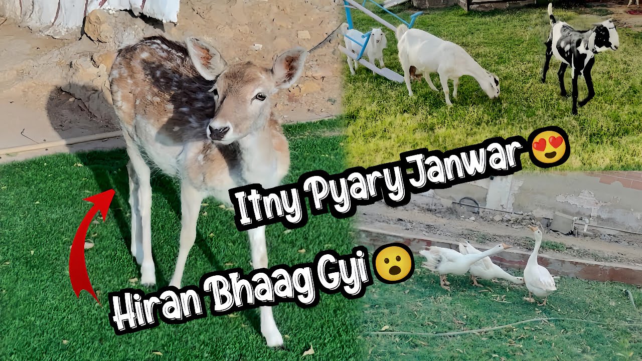 Aj Rozy Ma Bht Ghume 😮‍💨| Hiran Bhaag Gyi 🙀| Farmhouse in Karachi #farmhouse #picnic #park