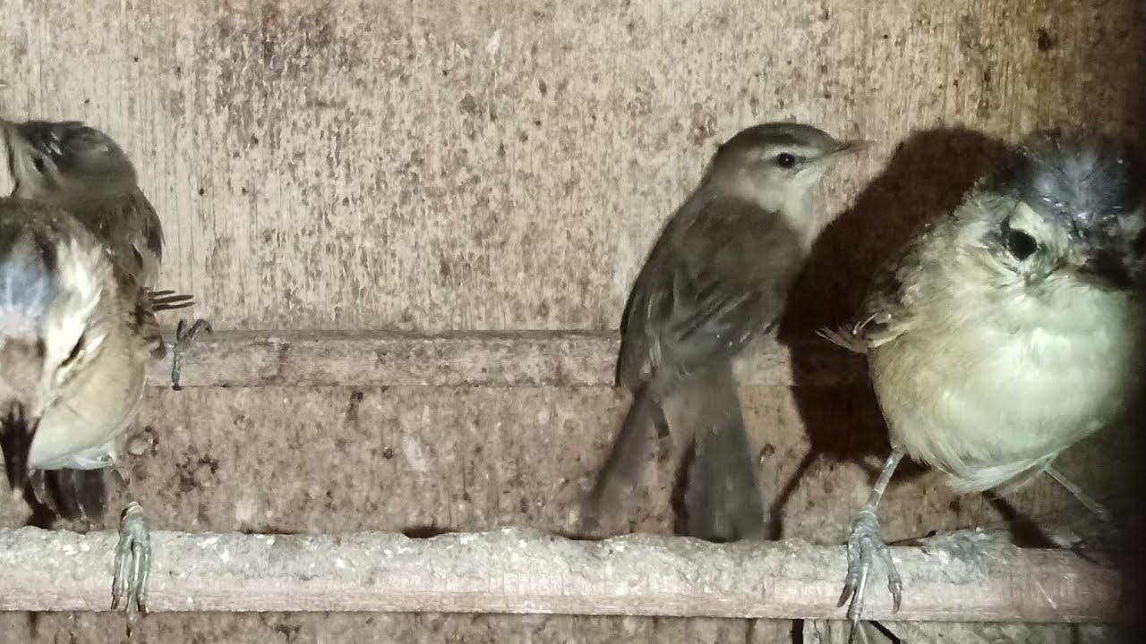 UPDATE STOK ABADI BIRD BANDUNG 16/02/2026