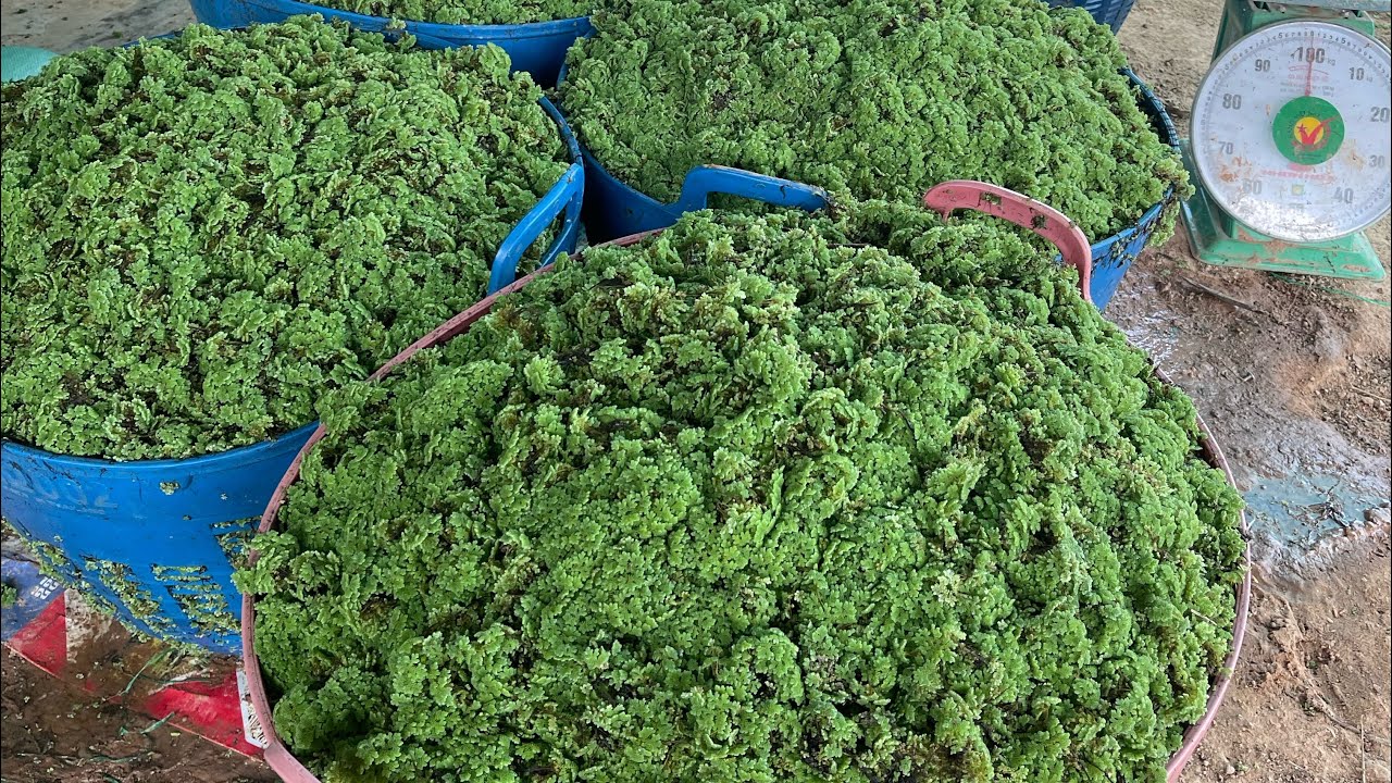 របៀបដាំចកអាសូឡា / Azolla Farm