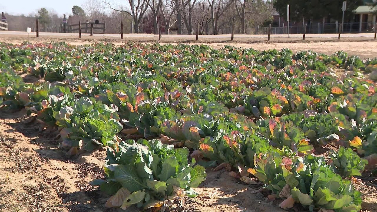 Sweet potato sweethearts come to life for Valentines Day