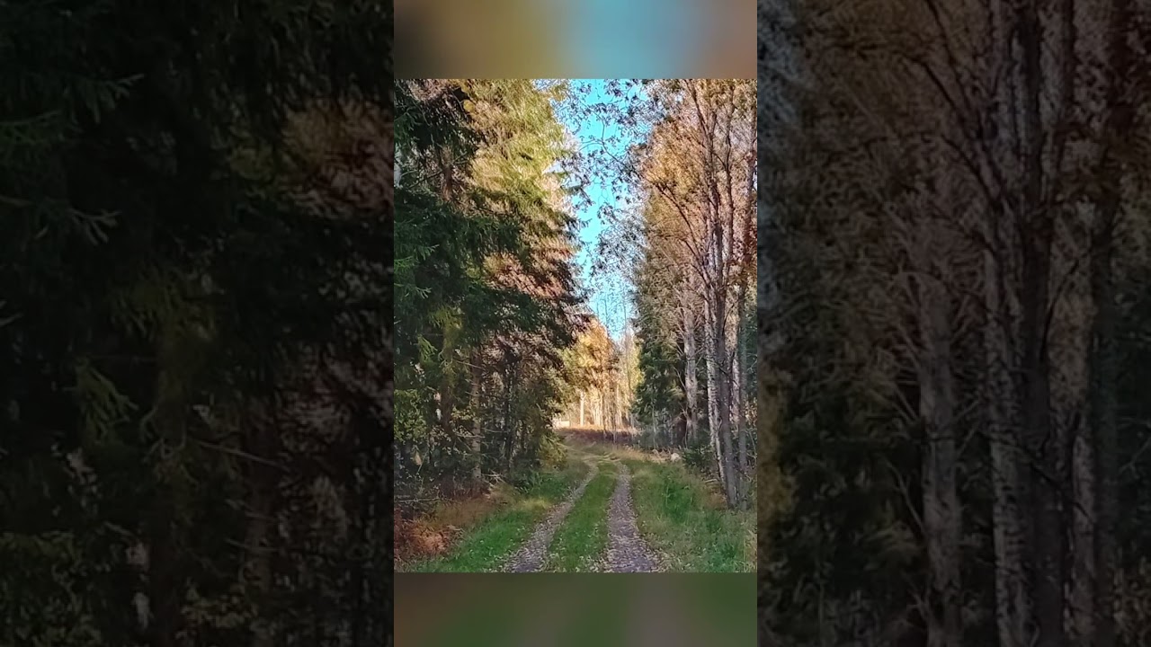 Forest memories 2025🌲🧡🌳