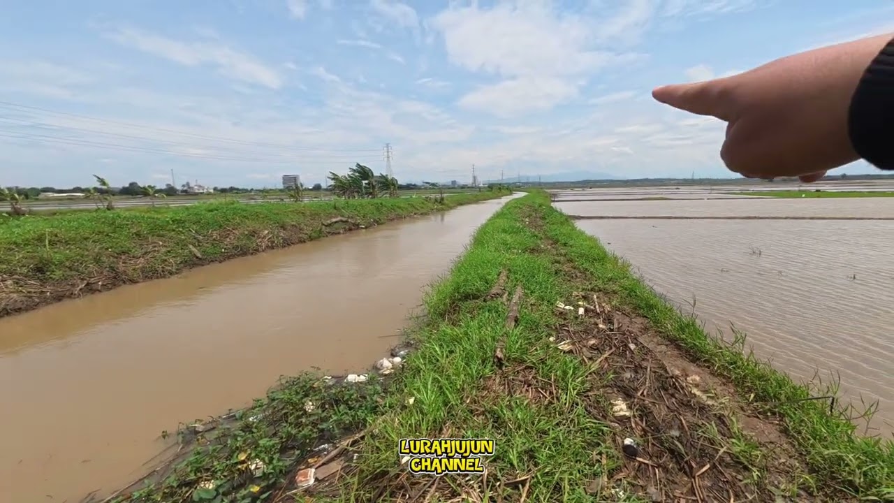 BERKAT DI NORMALISASI KALI CISALAK,PARA PETANI BANGGA,HASIL PANEN JADI SEMAKIN MANTAPP,,