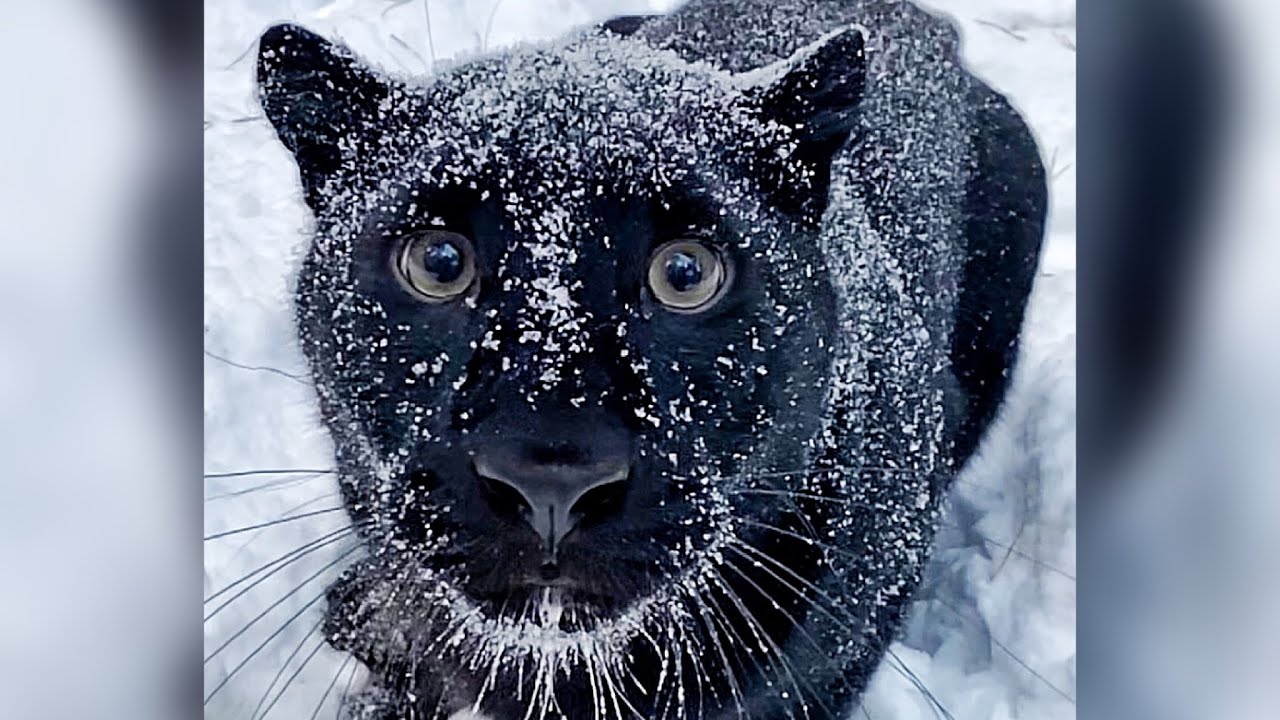 Попали в сильный снегопад с пантерой Луной 😸