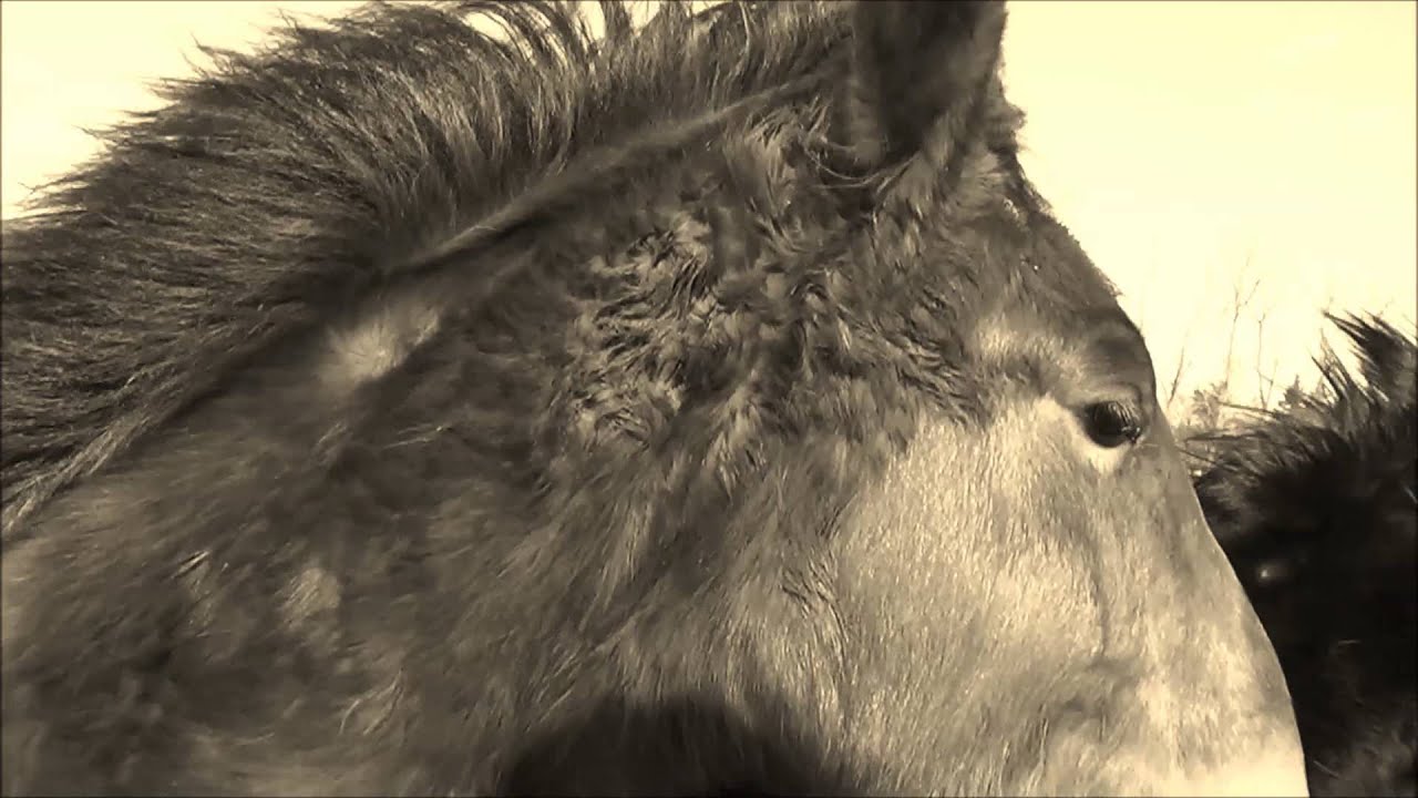 Young horses of Manege van loon