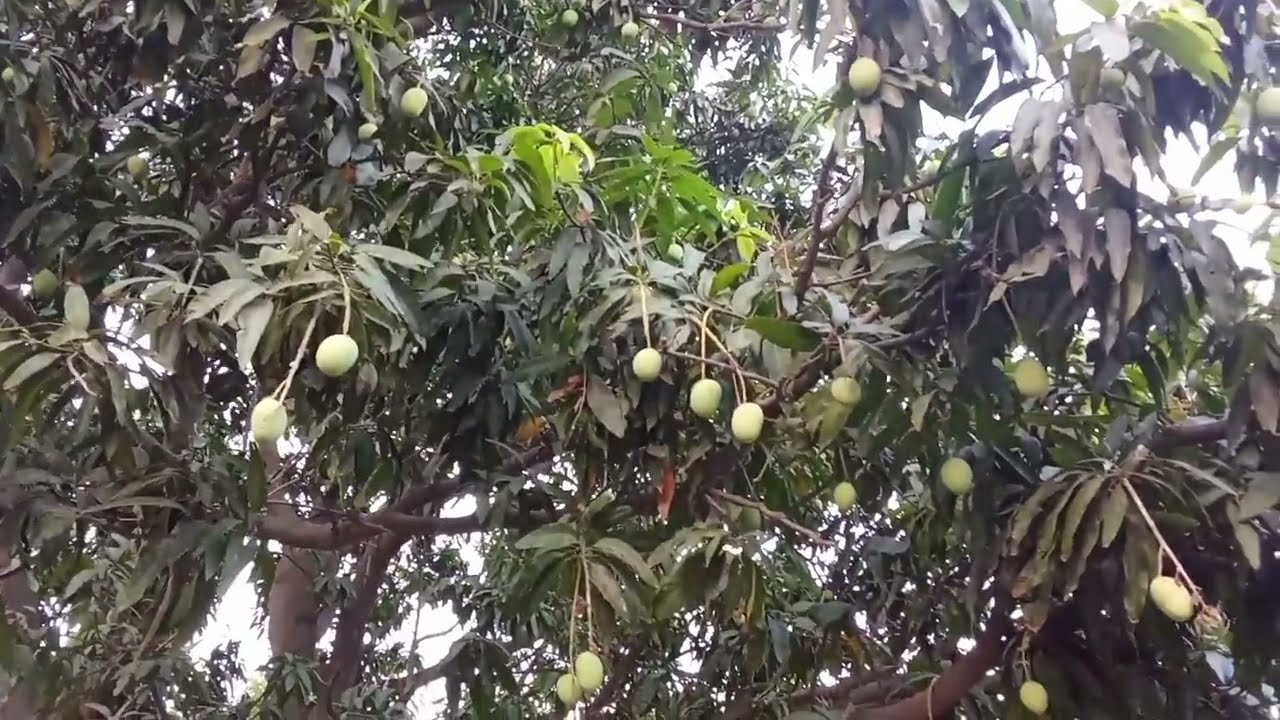 Exploring fruits in my garden #home#pakistan#garden