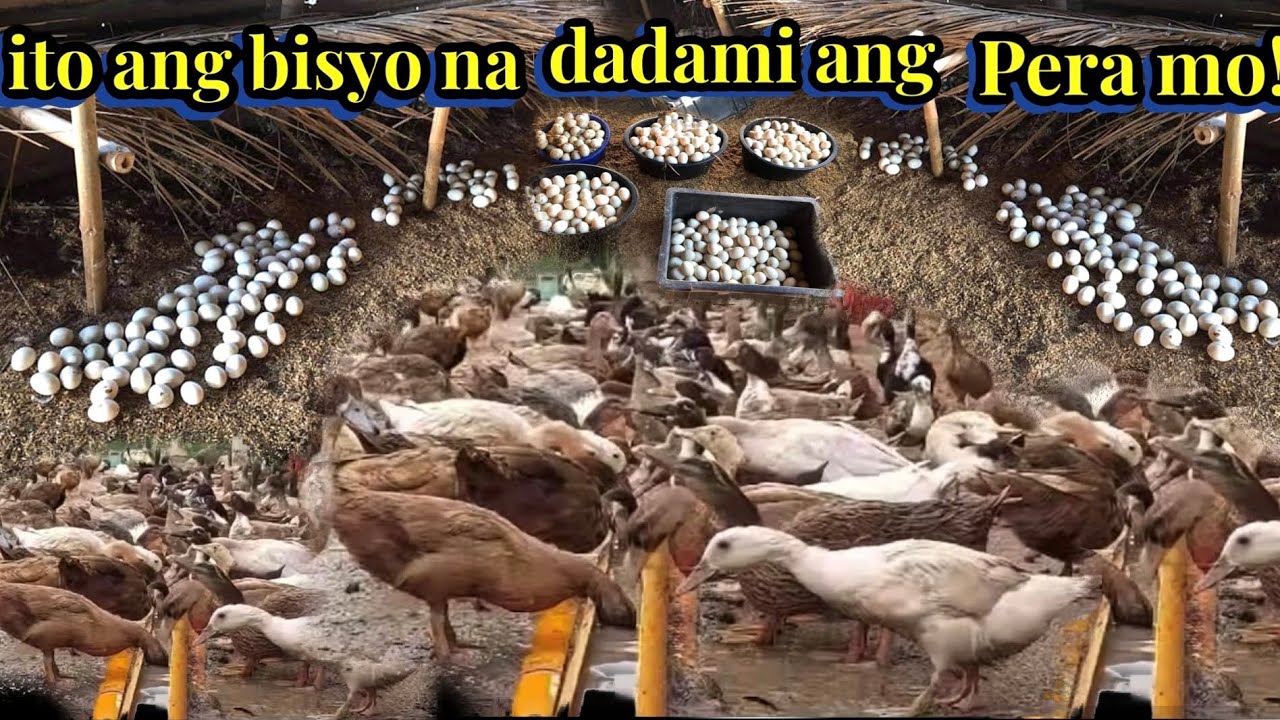 Ito ang Bisyo na dadami ang pera mo ||  Ang kagandahan sa Pag aalaga ng itik ay matibay sa sakit