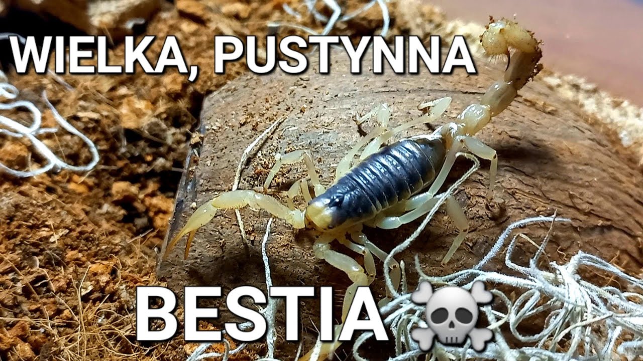 NOWY PUSTYNNY SKORPION! Hadrurus arizonensis | wyniki konkursu