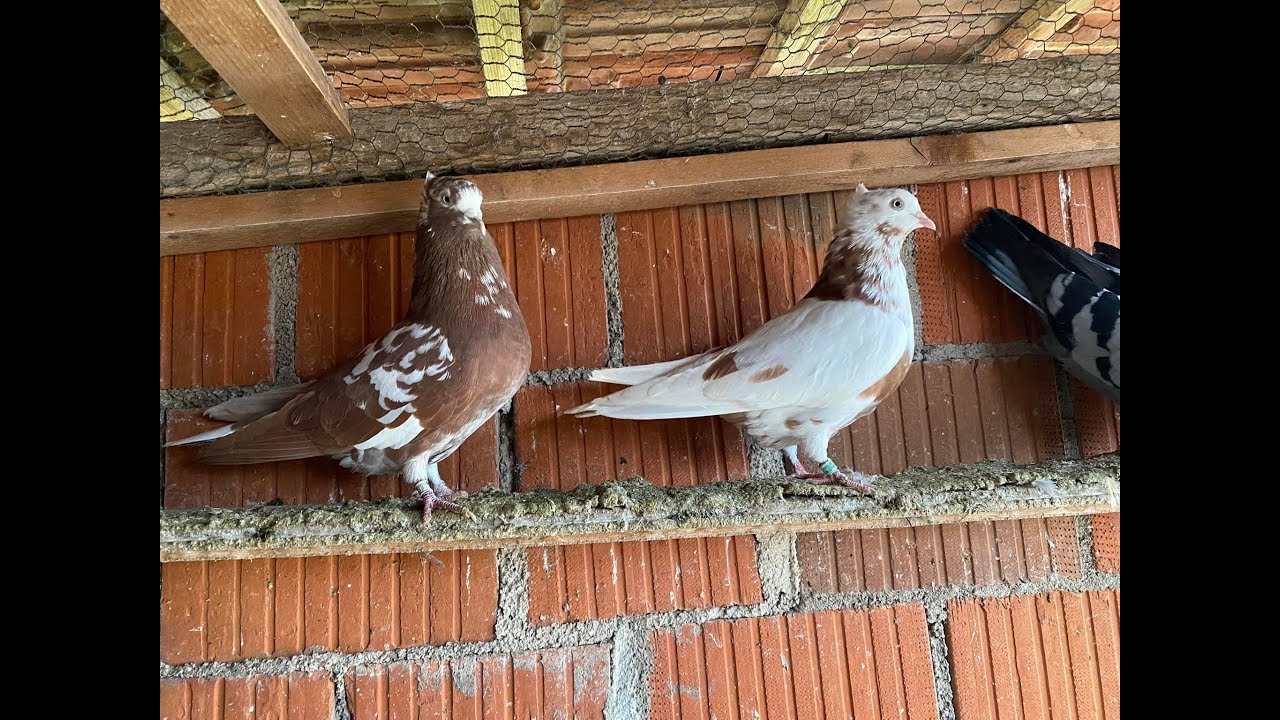 Serbian Highflyer Pigeon  S.V.L