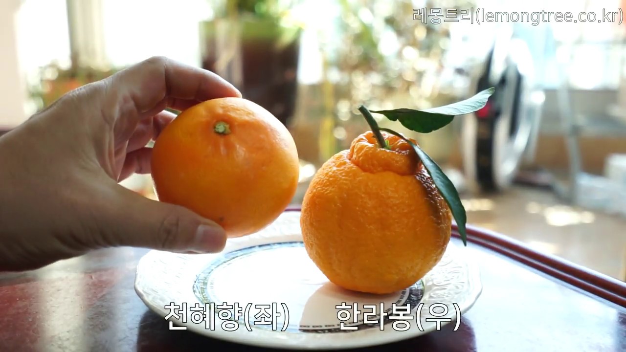 dekopon(Hallabong) Jeju - lemongtree