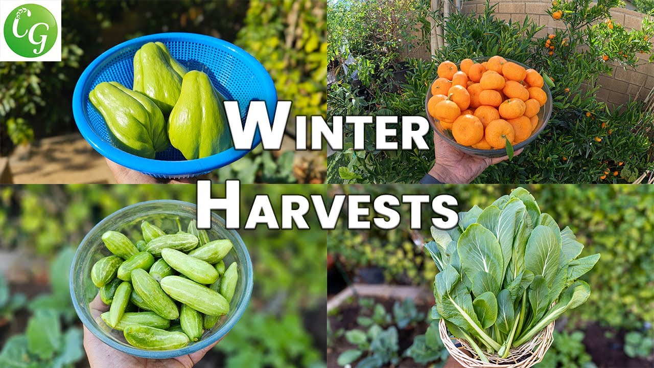 California Winter Garden: Thriving Veggies! 🌱❄️