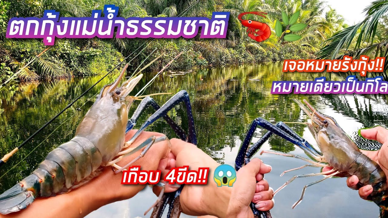 ตกกุ้งแม่น้ำธรรมชาติ🦐🌿 โดนไอ้ก้ามยักษ์เกือบ 4ขีด!!😱| เจอรังกุ้ง กินรัวๆ