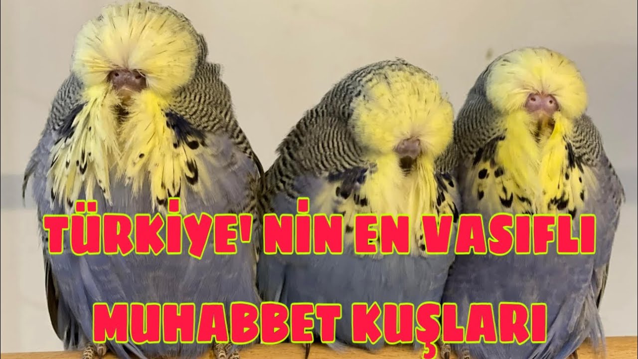 Hüseyin Yıldırım Üretim Hane Ziyareti 1.Bölüm (Sezon Başlıyor)