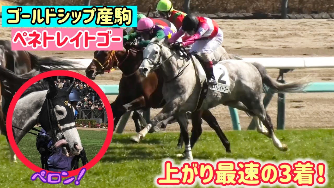 【ゴールドシップ産駒】父譲りの長くいい脚で3着に好走！今年こそ初勝利を！ペネトレイトゴー