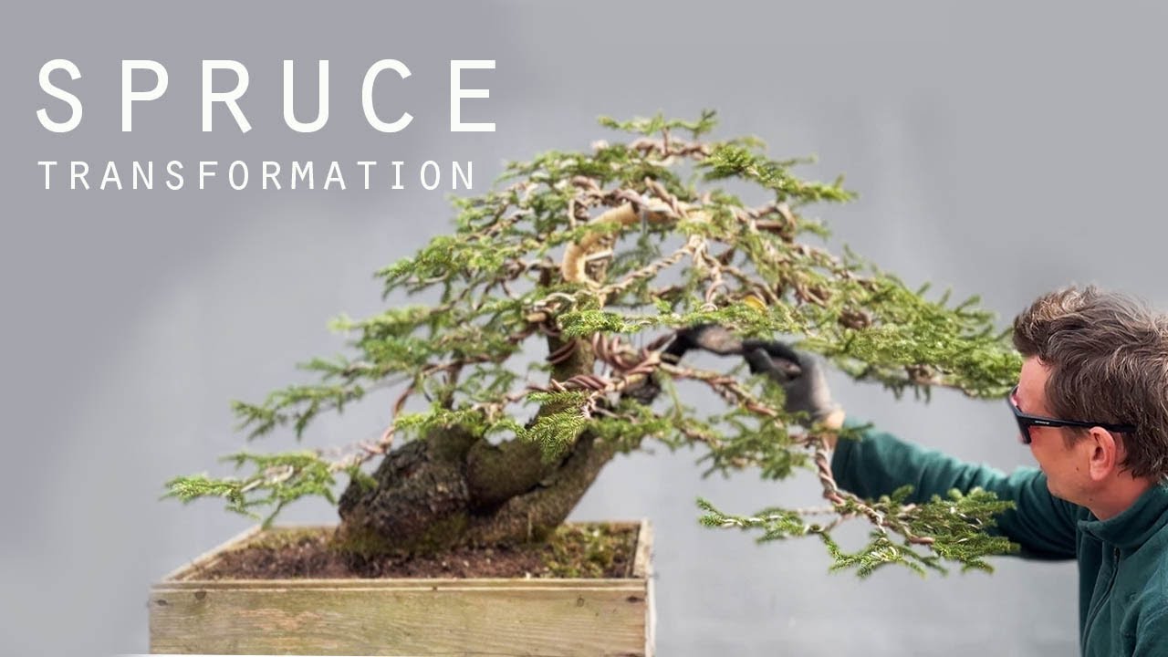 The spruce transformation