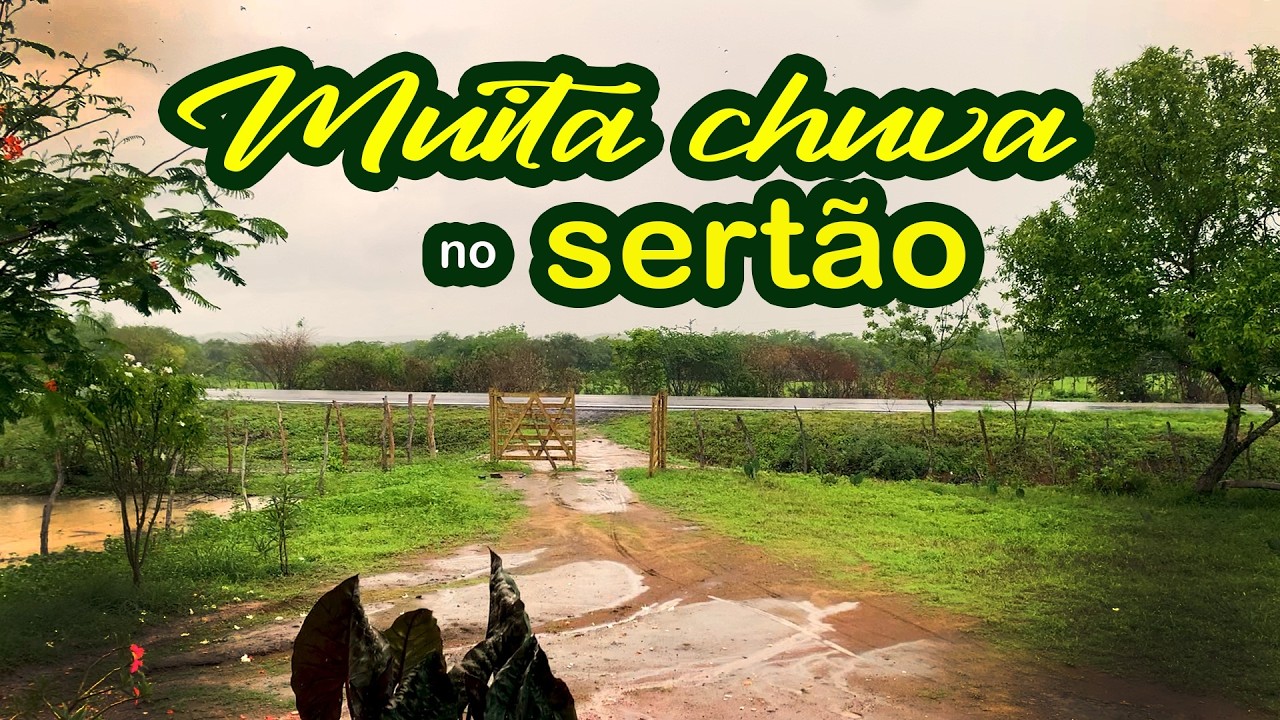 Assim é o sertão no inverno#sitio #paisagemnatural #nordeste #gado
