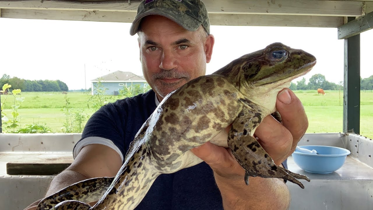 Louisiana Bullfrogs(Caught On My Hair Jigs,My Homemade Nets And BY Hand)