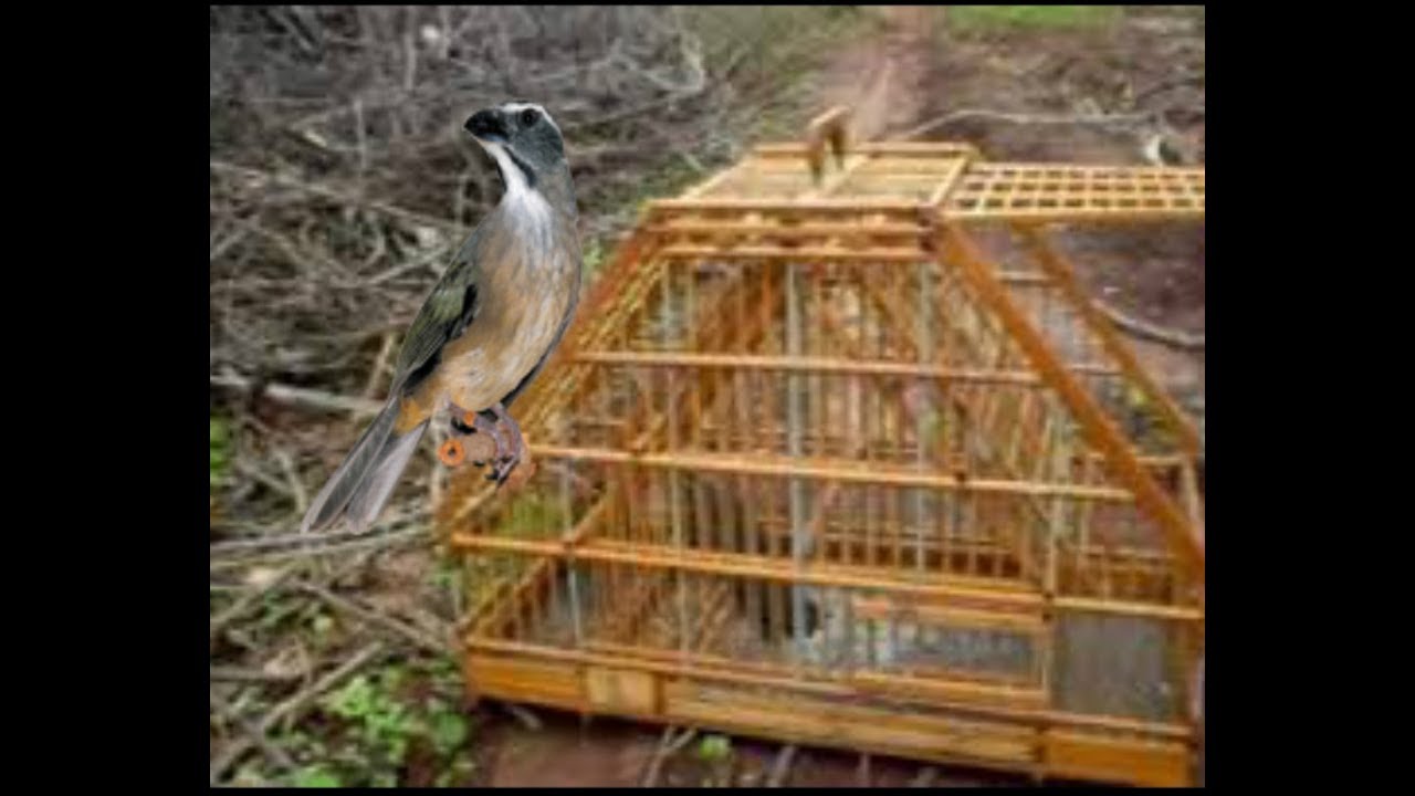 Pegando Trinca Ferro na gaiola caçadeira (caçando Passarinho)