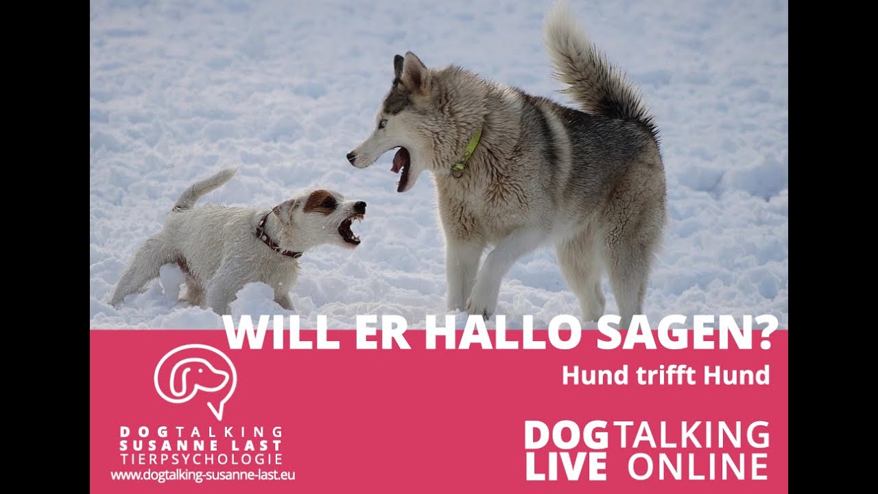 Podcast # 34 Video Will er hallo sagen? Hund trifft Hund