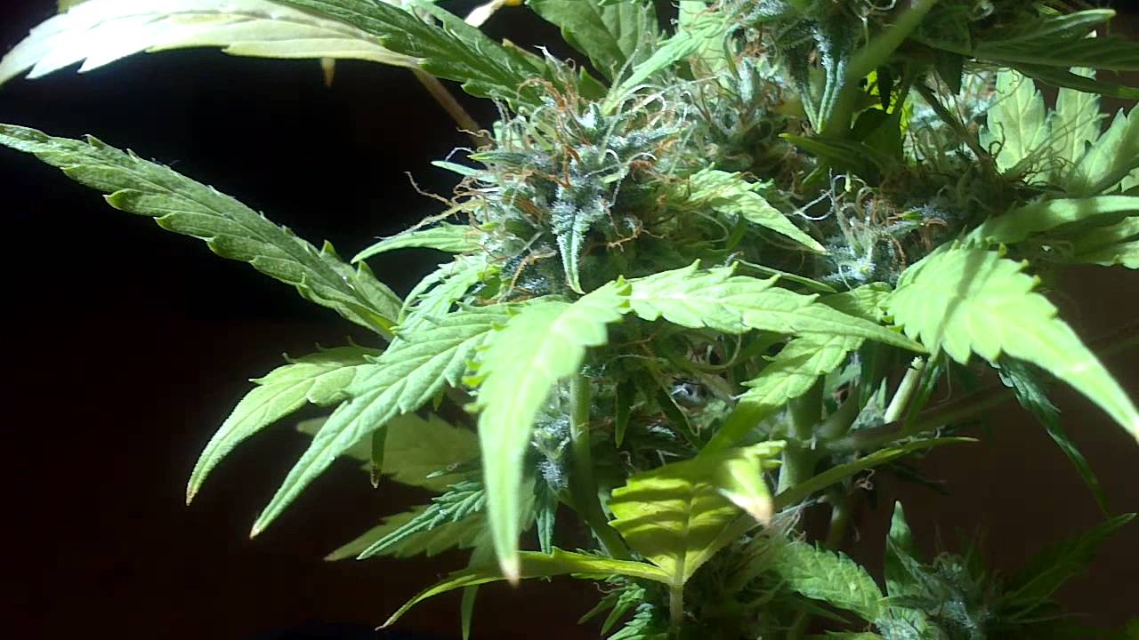 Auto Critical