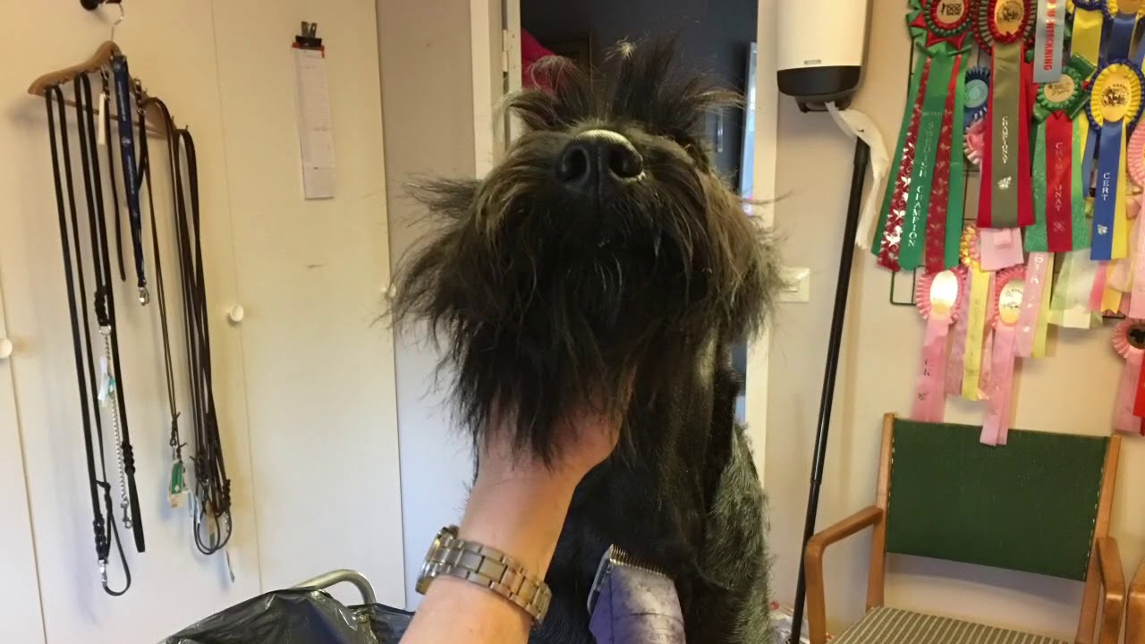 Trimma schnauzer -bröst och hals