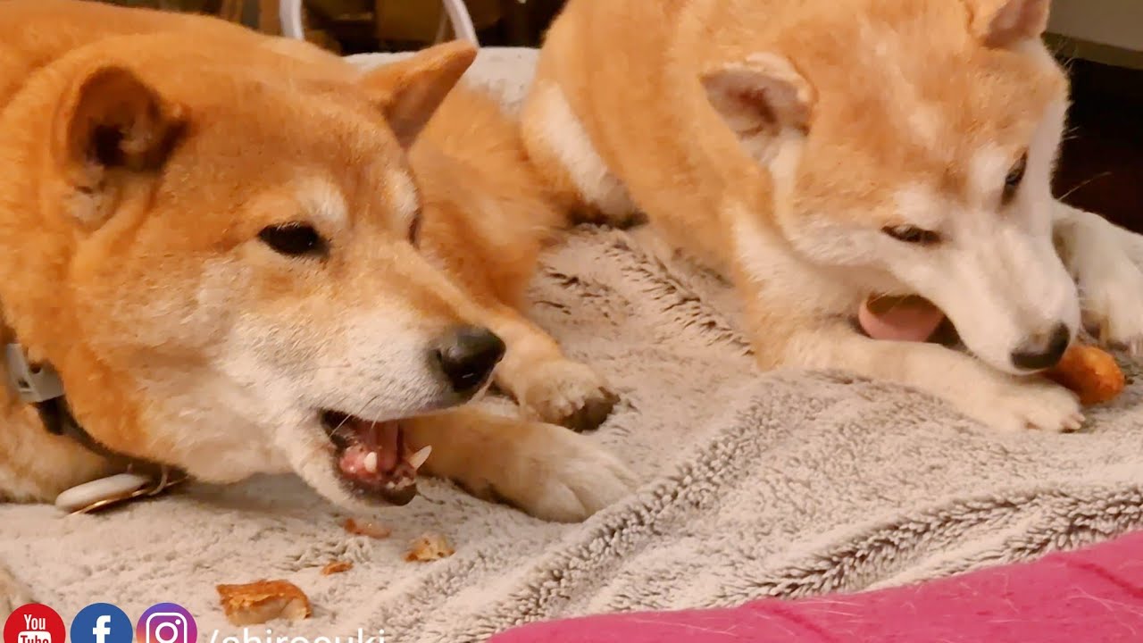 Shiro's dream come true! Real Chimken Nuggers Treats! Advent Calendar Day 8