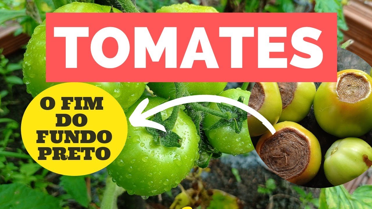 COMO COMBATER a podrid&atilde;o apical no TOMATEIRO