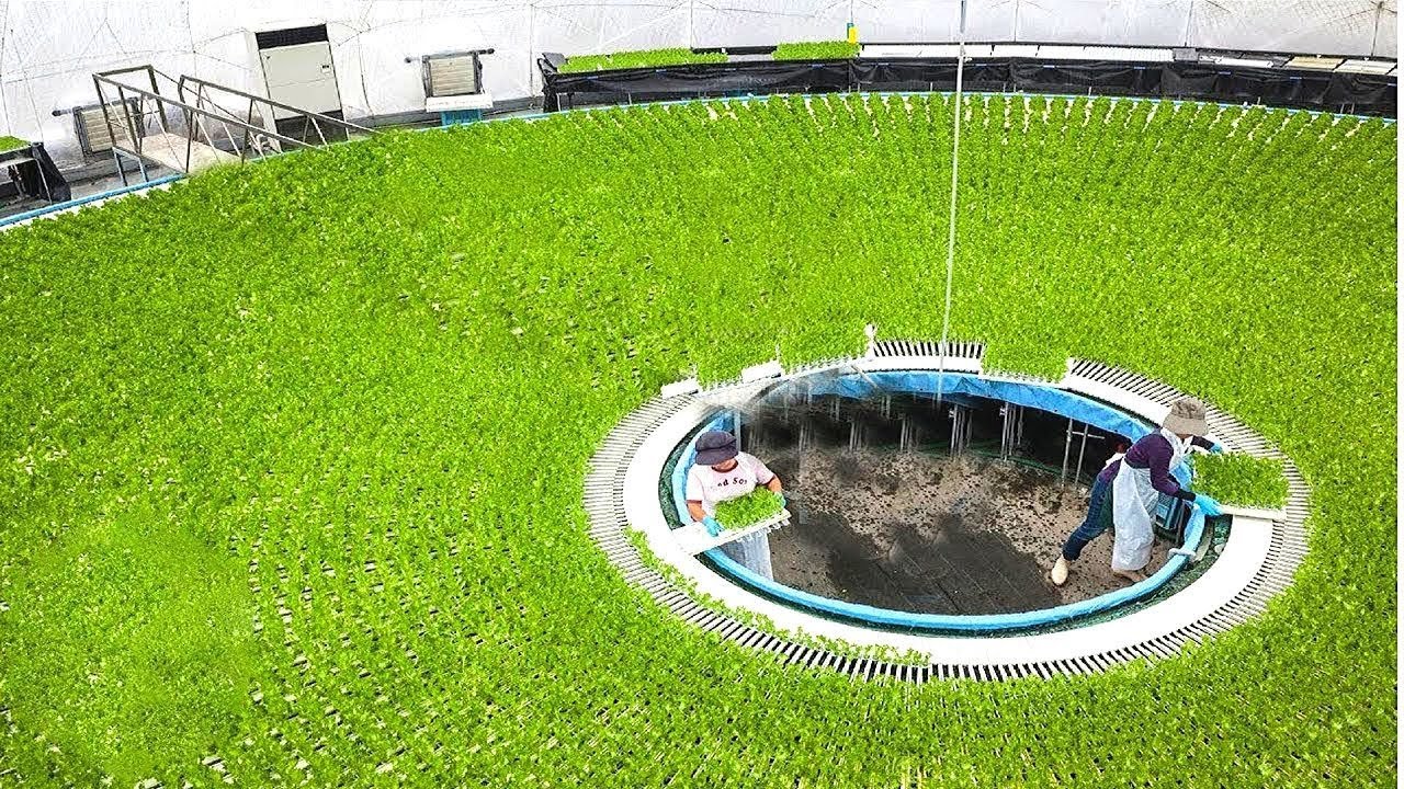 مزارعين يابانيين أذكياء. لن تصدق كيف يتم زراعة و إنتاج الأرز !!