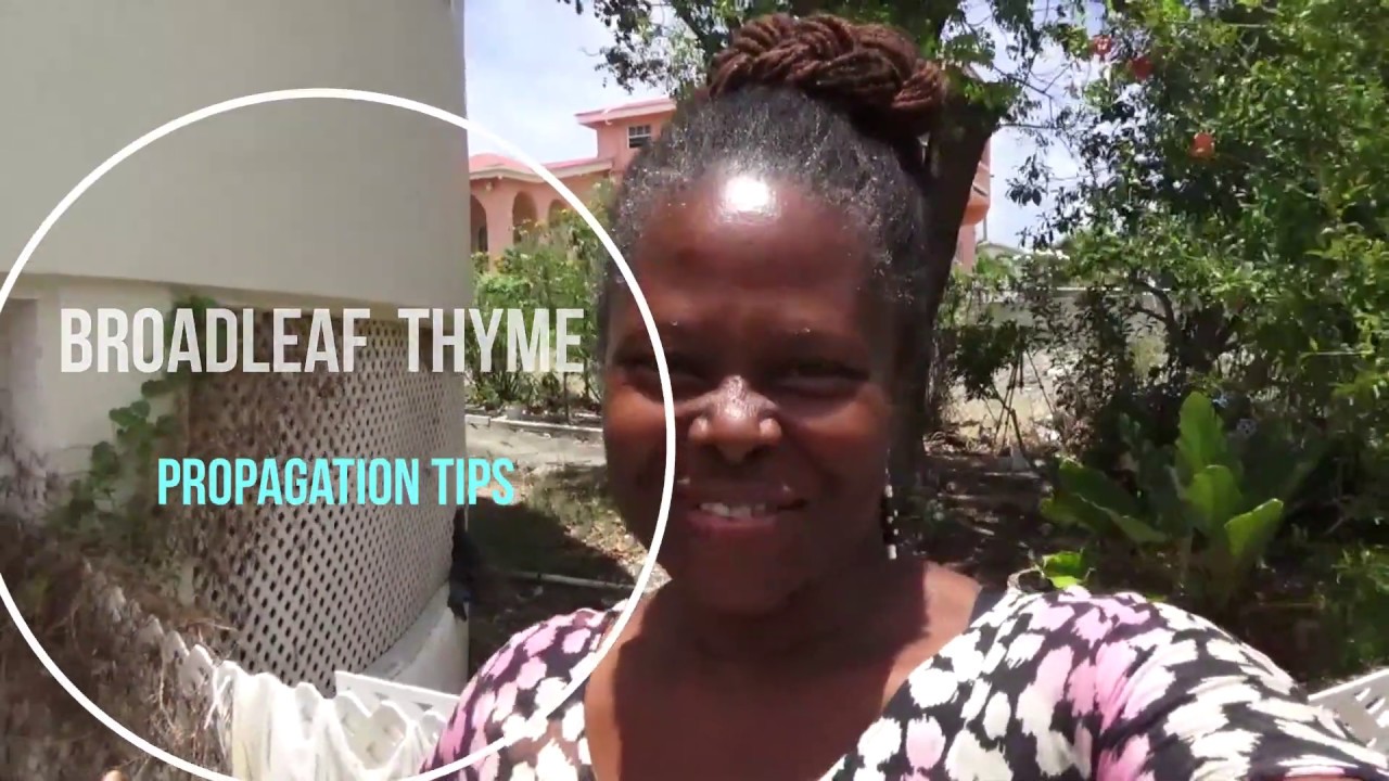 Broad Leaf Thyme - Propagation Tips