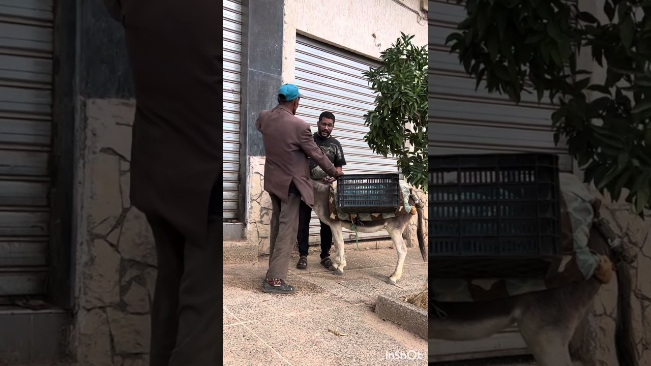 خدلان حمارو وبغى يديه عند الجدرمية