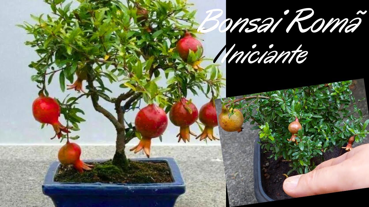 Bonsai de Romã para Iniciante