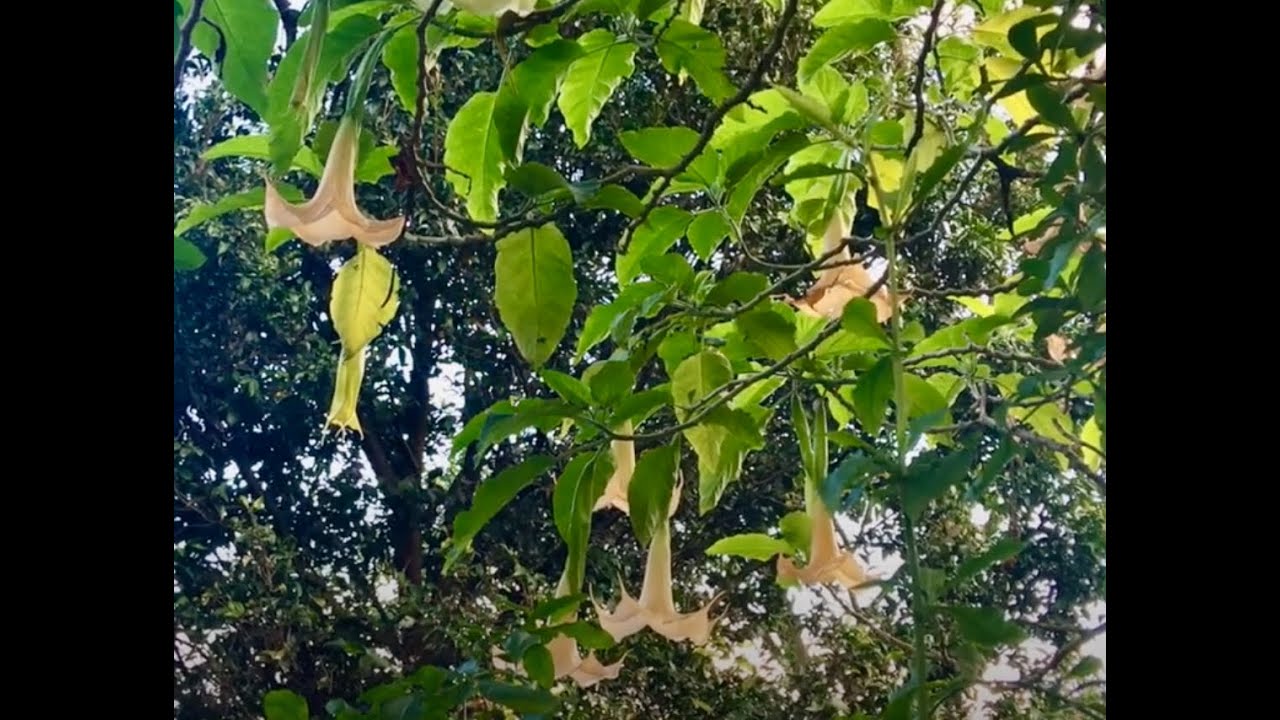 Wendy Whiteley's Secret Garden