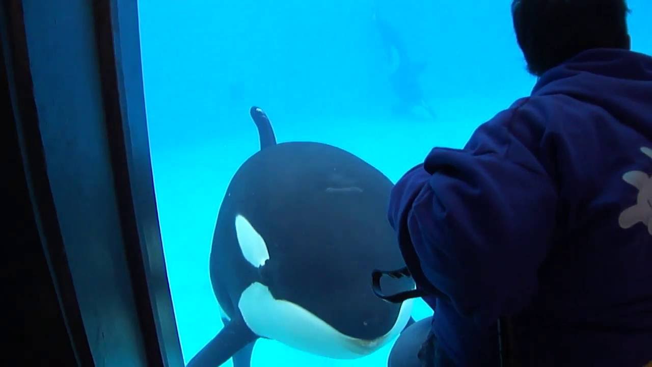Kalia Interaction w/Jo Orca Whisperer - May 14, 2016 - SeaWorld San Diego