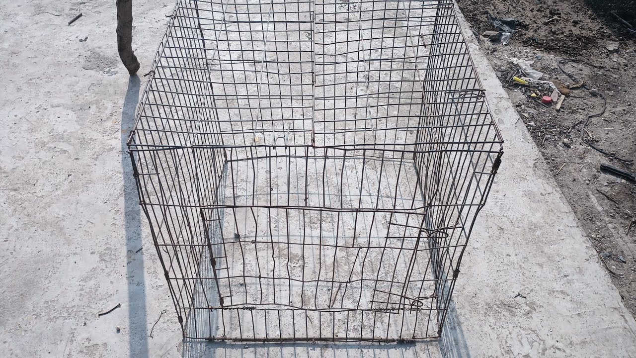 arreglando la jaula nueva