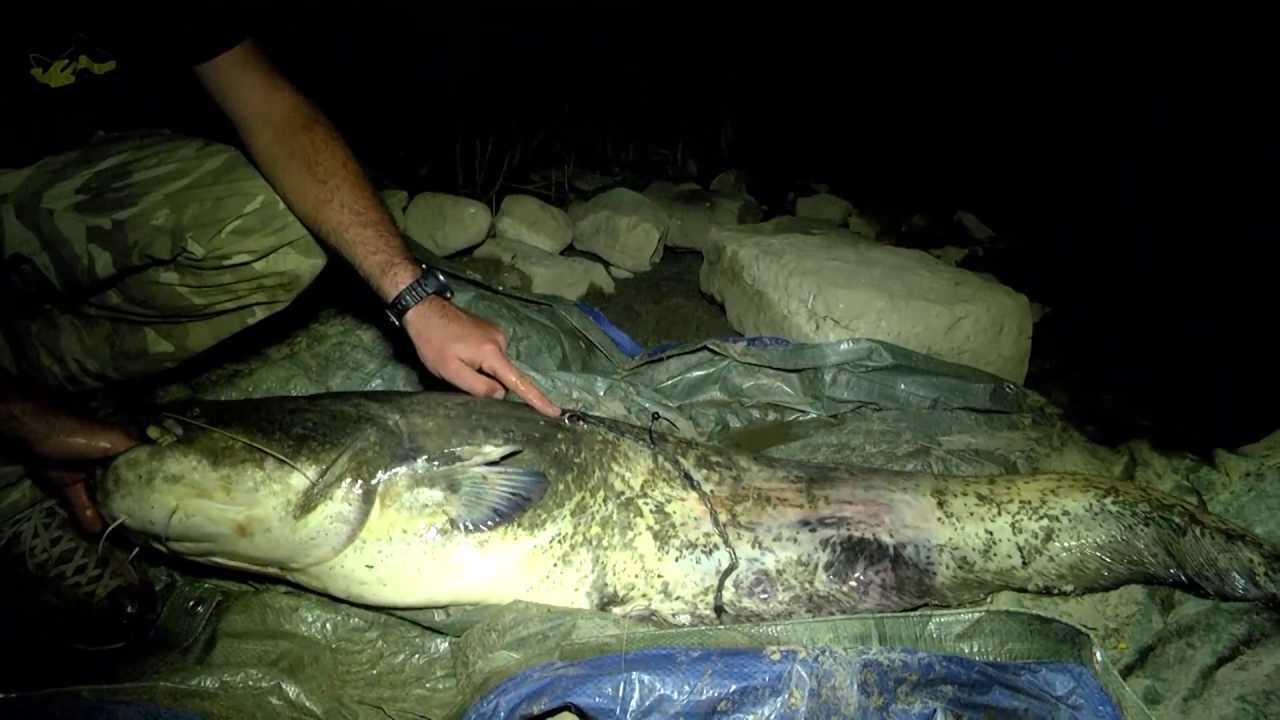 K-Karp - Carp Fishing TV - Siluri Metropolitani