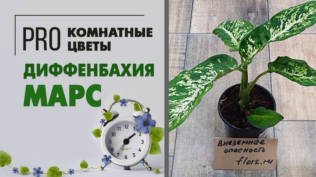 Диффенбахия Марс | Обзор сорта комнатного растения | О ядовитых комнатных растениях