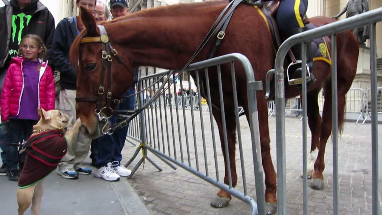 Adorable Dog (Frenchie!) Plays with NYPD Police Horse on Wall Street