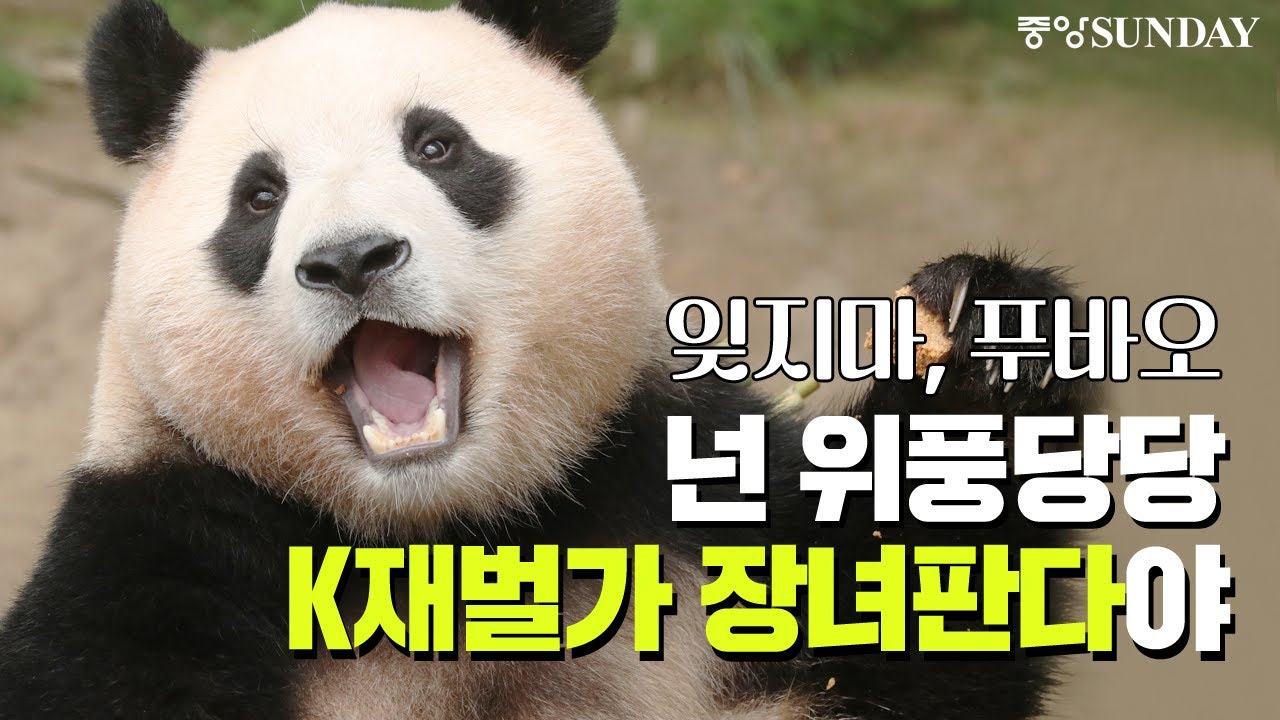 잊지마, 푸바오! 넌 위풍당당 'K재벌가 장녀판다'야 (에버랜드 푸바오 배웅 현장) | 강바오 | 송바오 | 아이바오 | 러바오 | 중국 | 선수핑