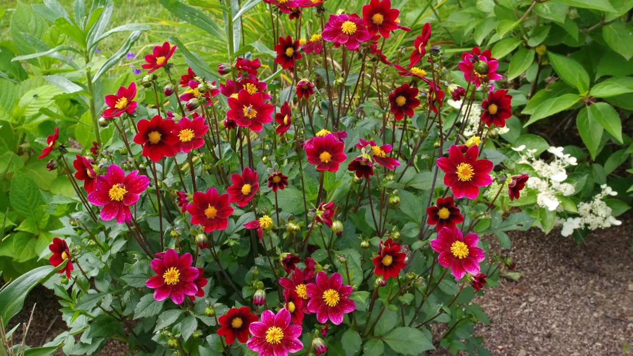 Jardin privé :Voici venu le temps de l'été( 24 Juin 2019 ) MLD