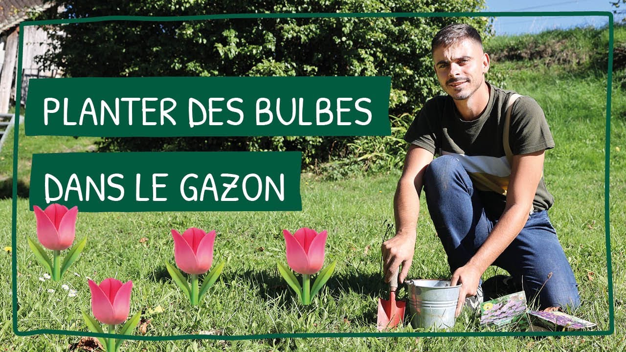 Planter des bulbes de fleurs dans le gazon