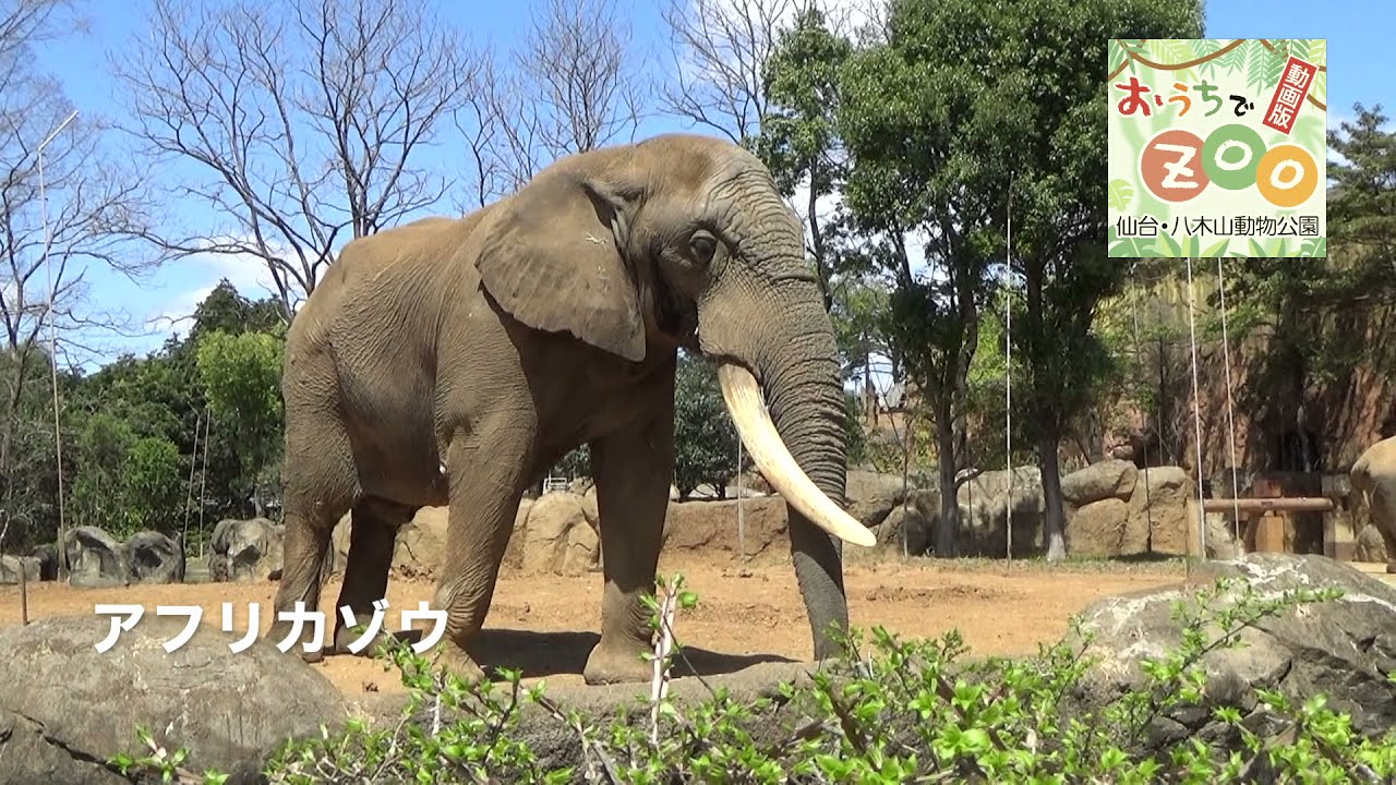 おうちでＺＯＯ「アフリカゾウ」