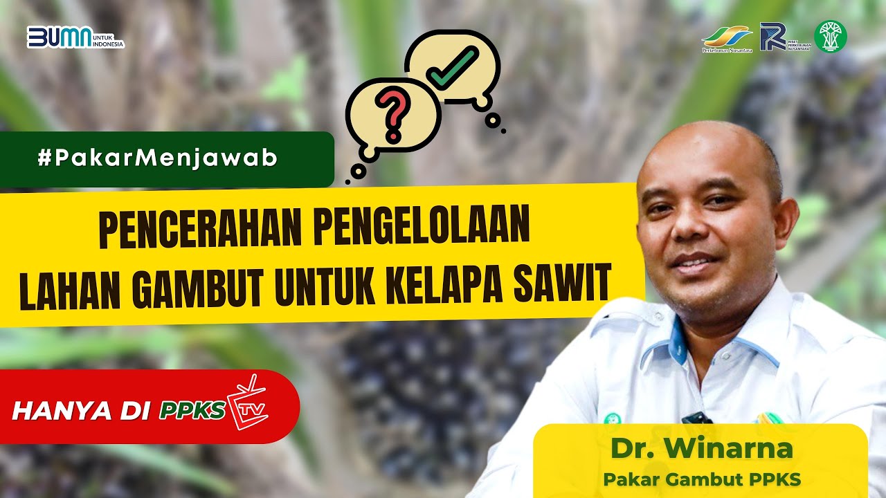Pakar PPKS Menjawab: “Bagaimana Pengelolaan Lahan Gambut untuk Sawit?”