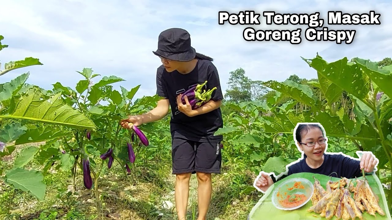 HIDUP DI DESA: PETIK TERONG DIMASAK GORENG CRISPY | MUKBANG INDONESIA