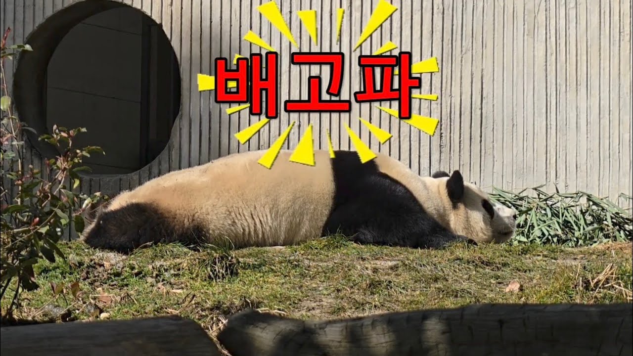 2/1 푸바오실시간 오전(3) 배고파서 잠이 안오나봐요~ 자다가 먹다가 자다가 폭풍흡입~