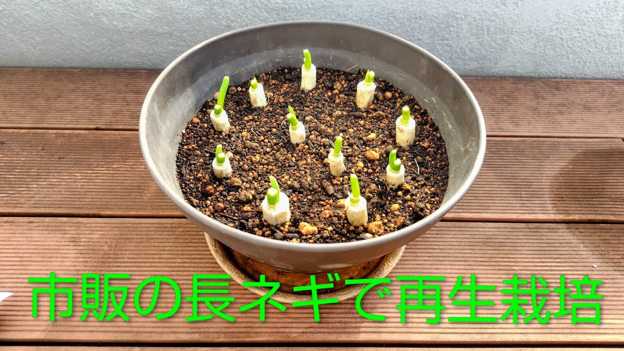 市販の長ネギで再生栽培チャレンジ①💖Re-cultivation challenge using commercially available green onions ①