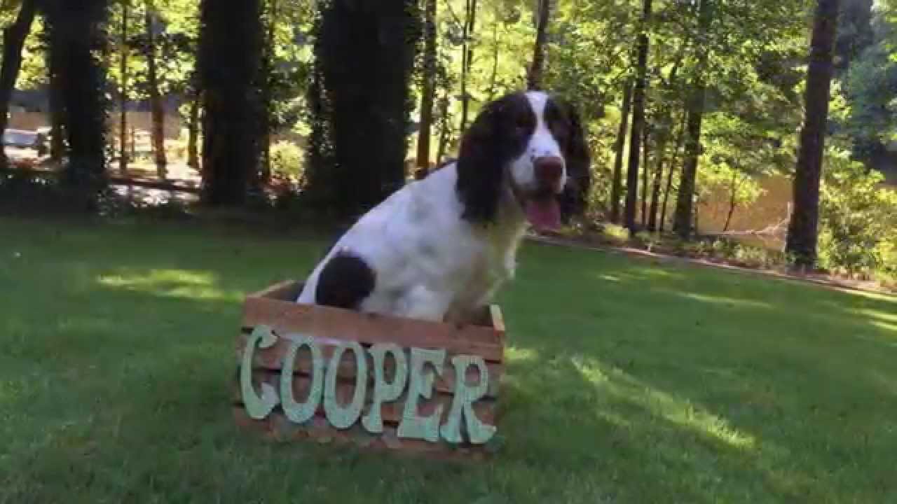 Springer Spaniel Cooper's 1st Year